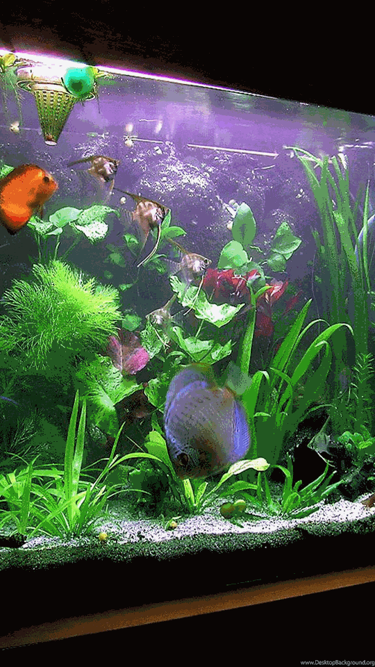 Download 51 Background Aquarium Cat Gratis Terbaik