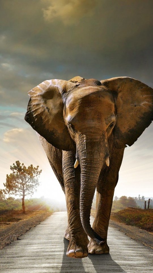  Elephant  Full Hd  1080p Desktop Wallpapers  Desktop Background