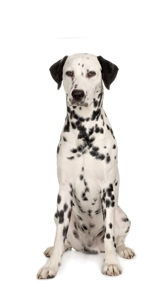 Download Beautiful Dalmatian Dog Wallpapers Mobile, Android, Tablet Android...