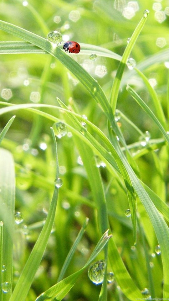 Свежесть росы. Природа зелень. Роса на траве. Капельки росы на траве.