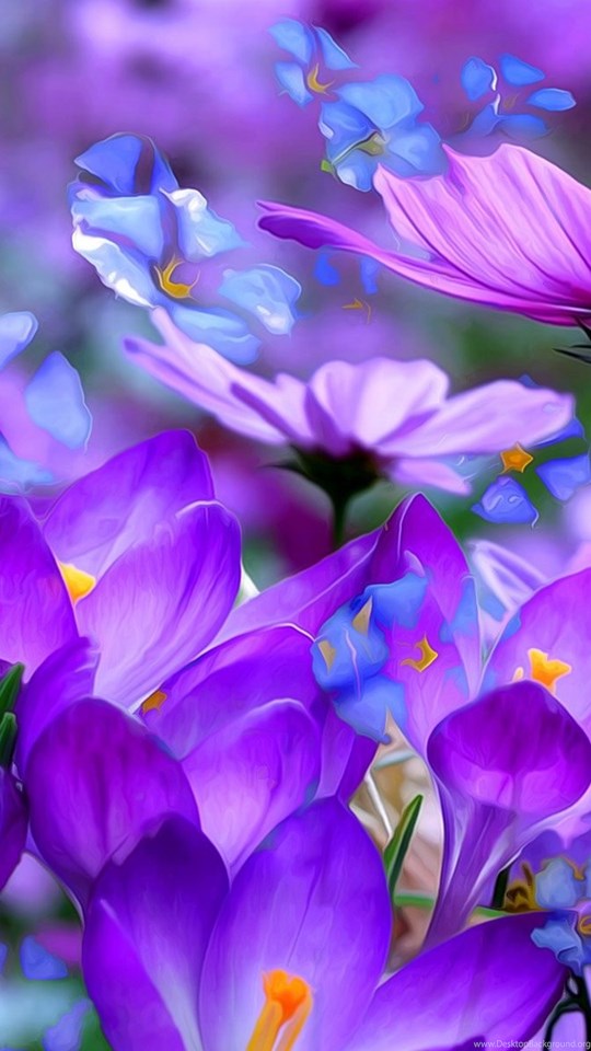 Purple Flowers Blooming Hd Wallpapers For Desktop Mobile Desktop Background