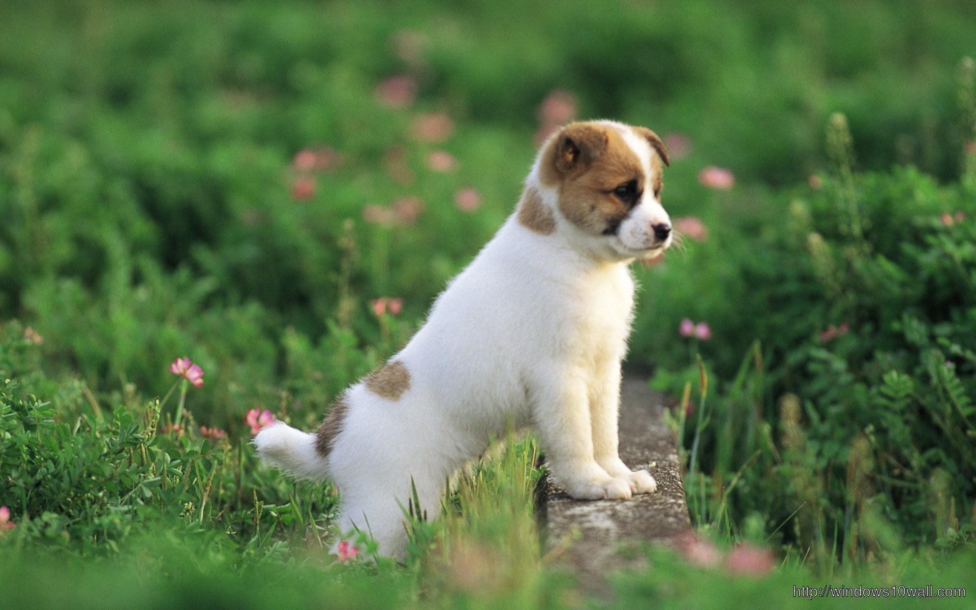  Cute  Puppy  Small Dog  HD Free Wallpapers  Windows 10 