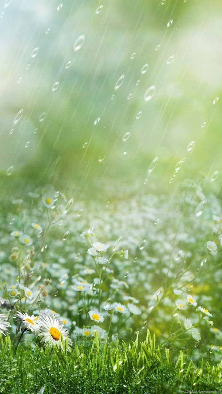 Summer Rain HD Wallpaper, Summer Rain Images, New