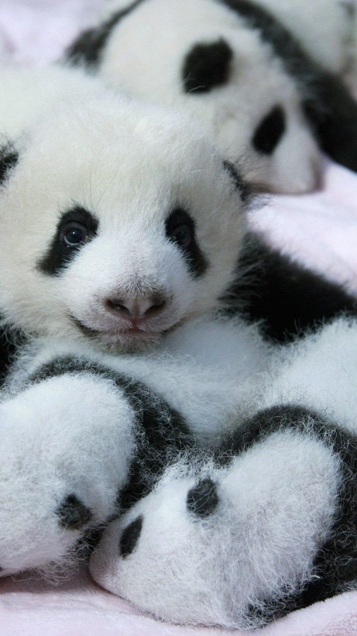  Baby  Panda  Wallpapers  Desktop Background