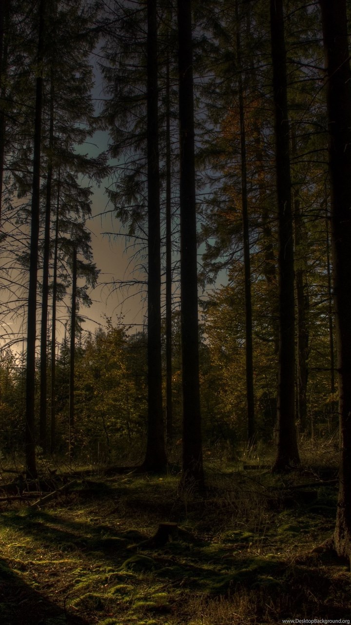 Dark Forest Wallpapers Full Hd Desktop Background