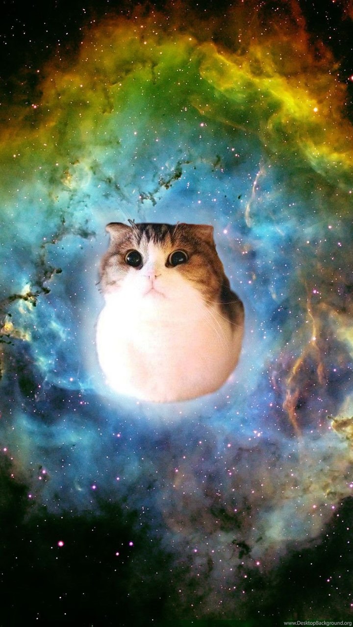 Funny Space Cat Wallpaper Backgrounds Desktop Background