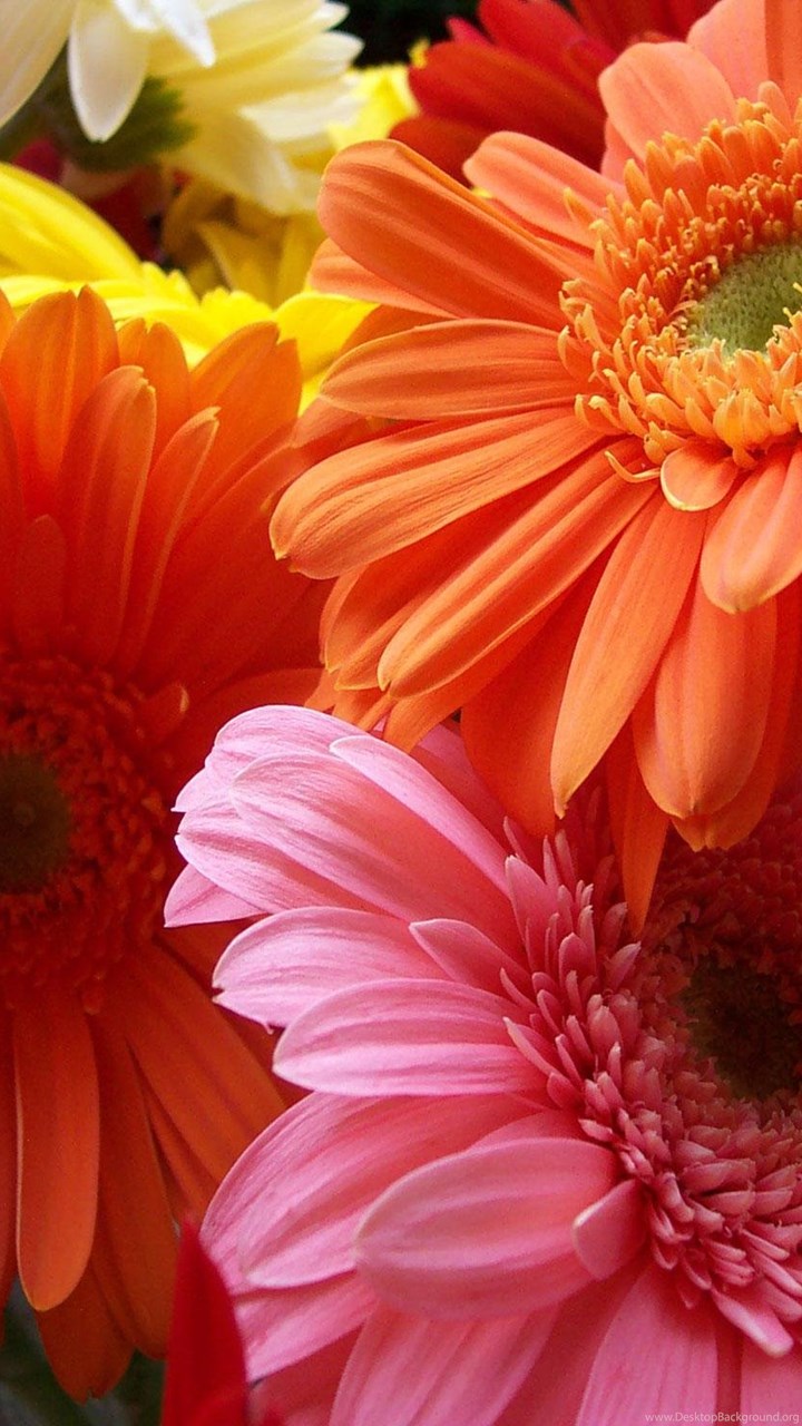 top colorful gerbera daisy wallpaper
