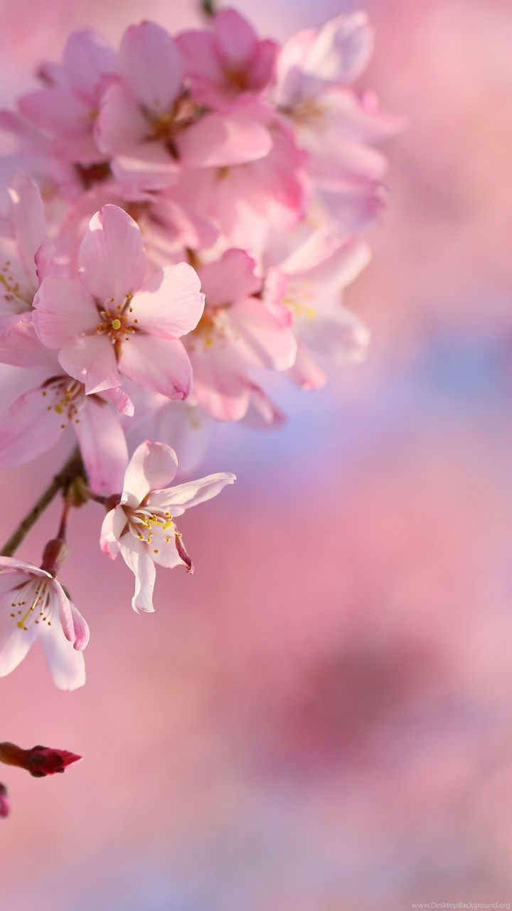 Drooping Cherry Blossoms Computer Wallpapers, Desktop Backgrounds ...