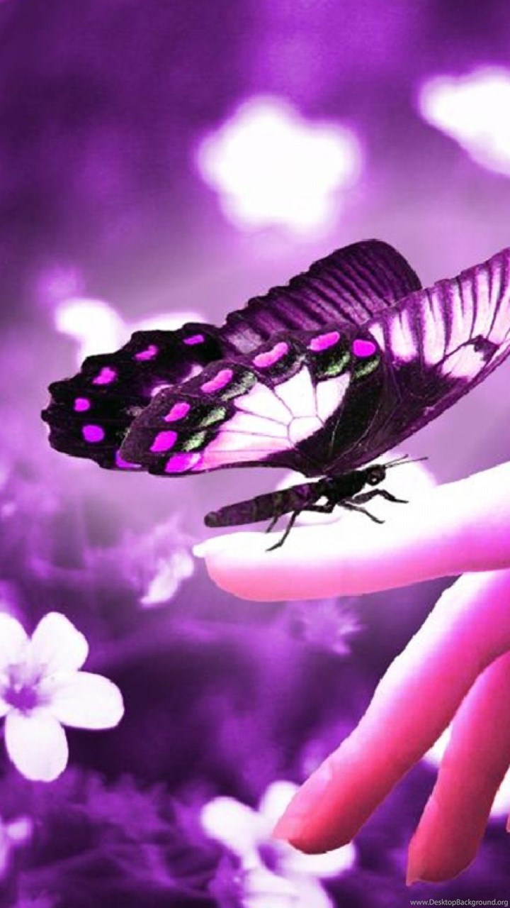 Butterfly on finger wallpaper for ipad 3,2560x1920,ipad 3 Desktop
