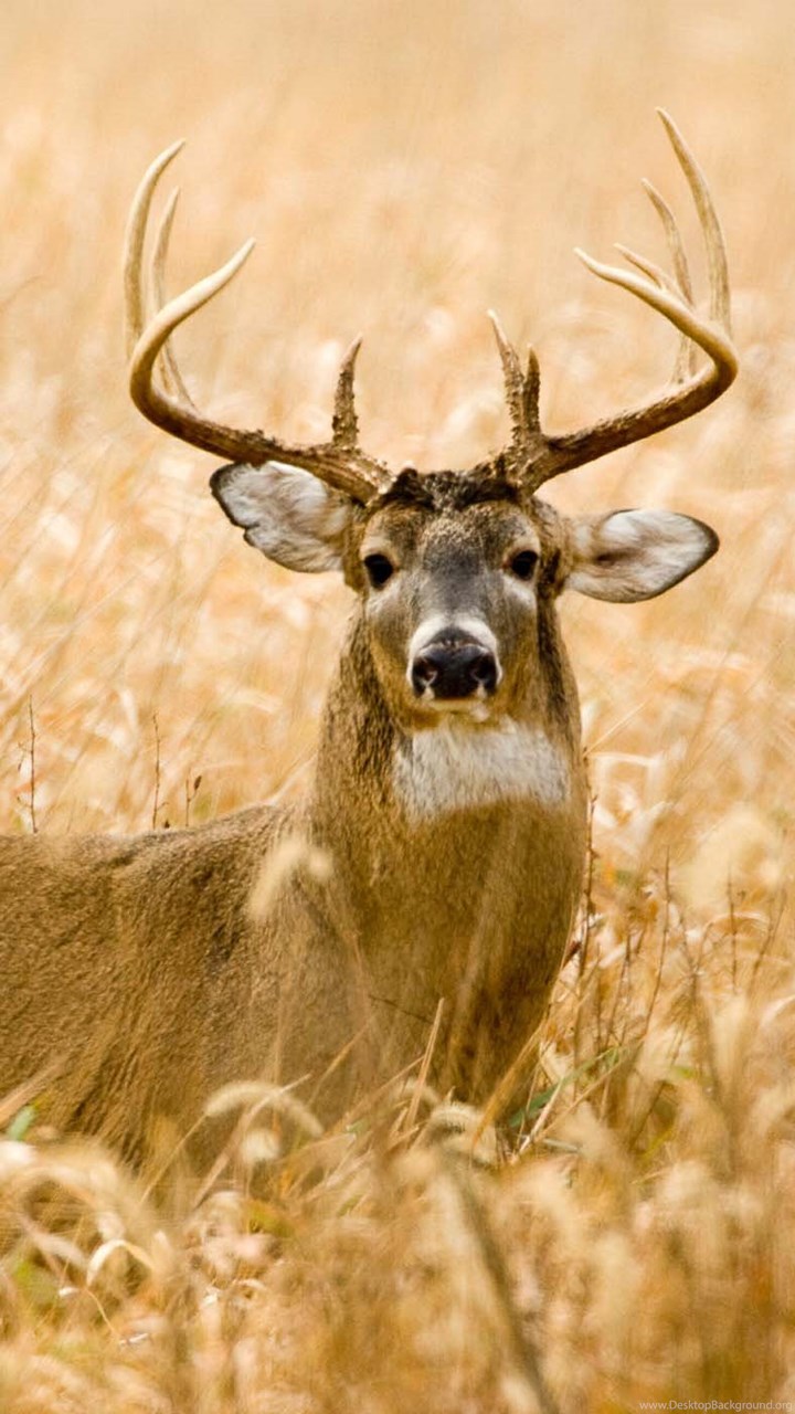 18 Best Hd Whitetail Deer Wallpapers Desktop Background
