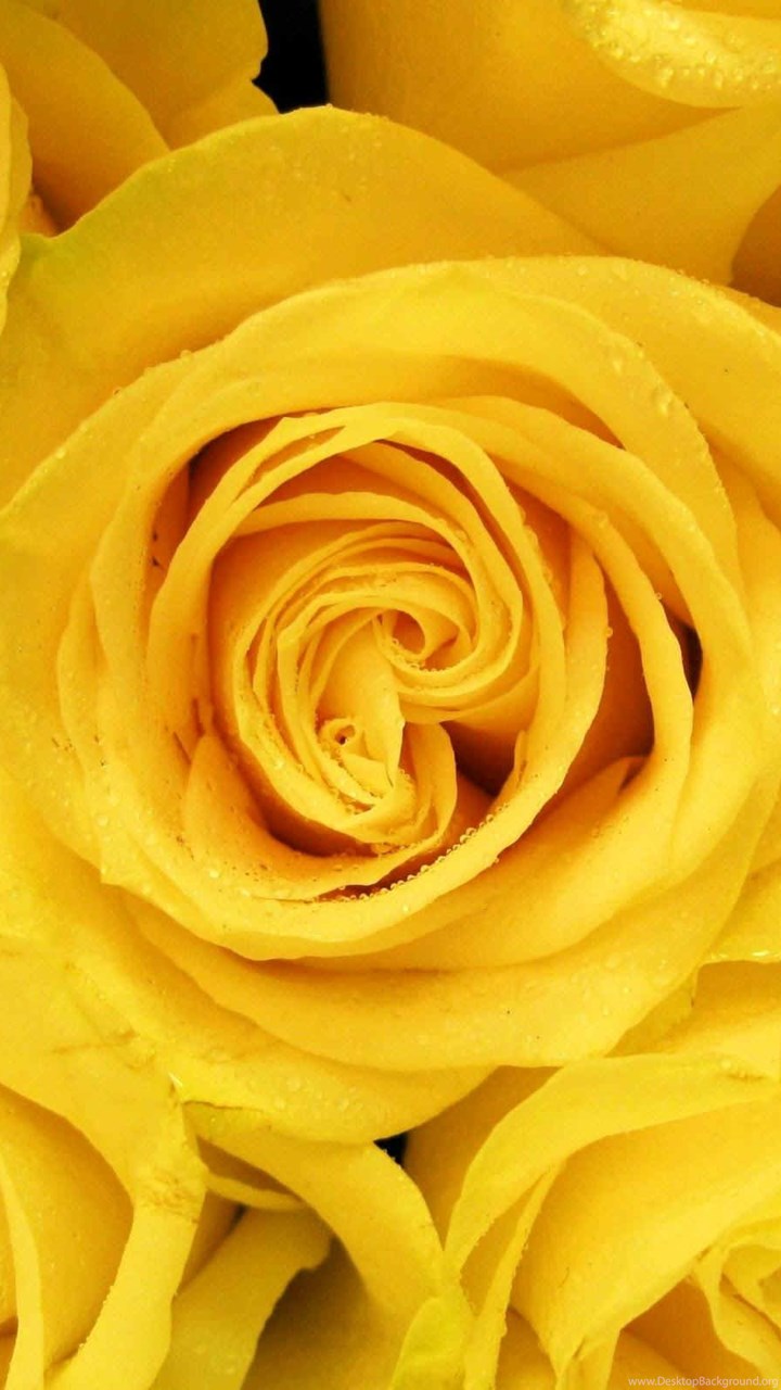 Yellow Rose Wallpaper For Mobile / Download Close Up Yellow Rose Flower