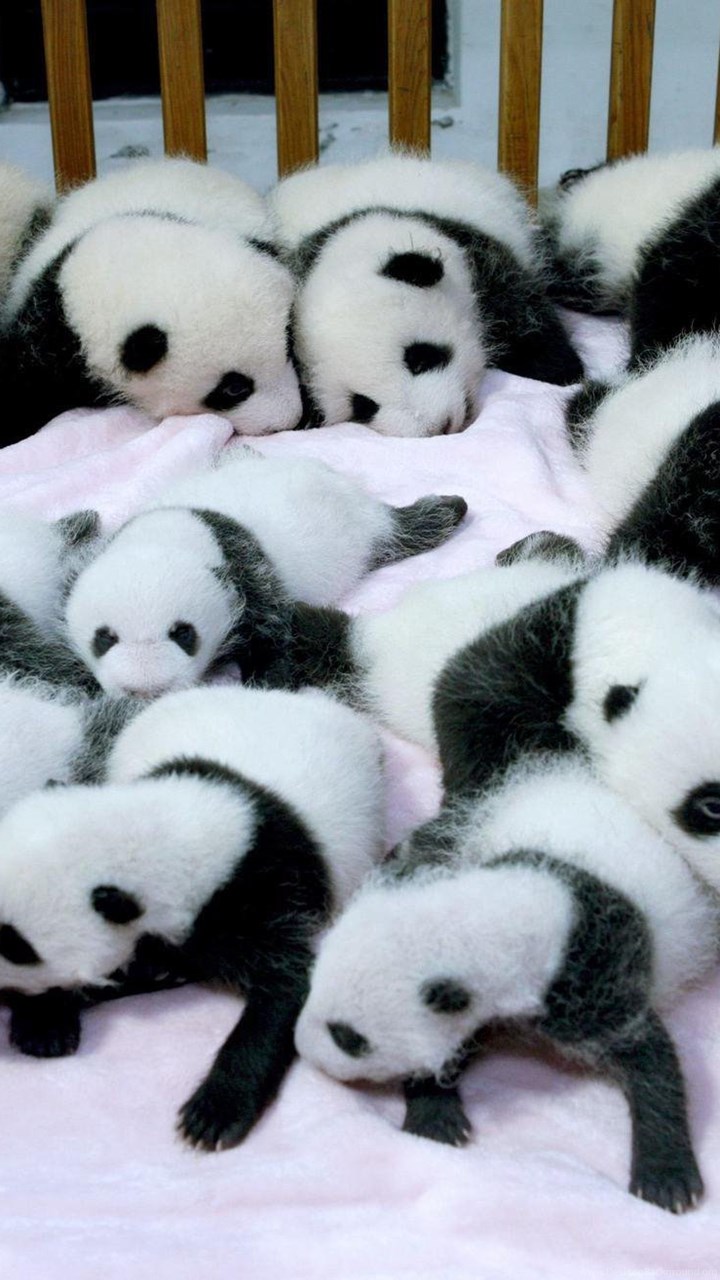 Animal Wallpaper Cute Baby Panda Wallpapers Free Hd Backgrounds Desktop Background