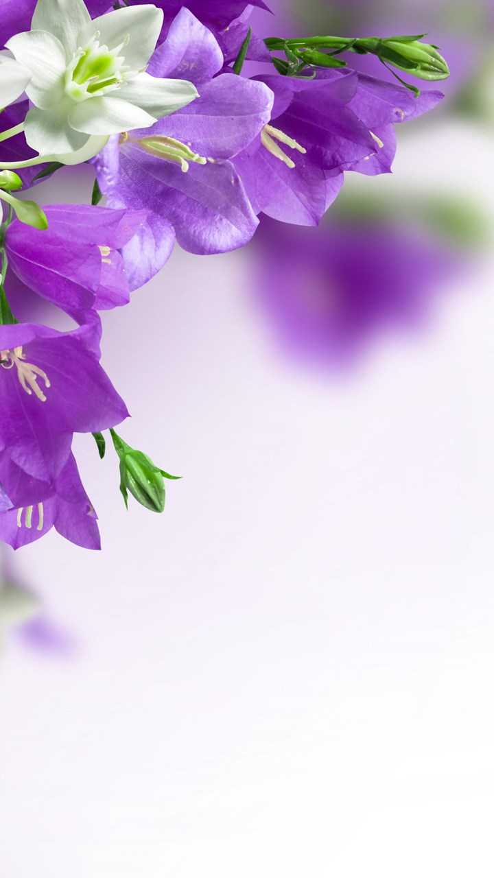Purple Flowers Backgrounds Wallpapers Cave Desktop Background