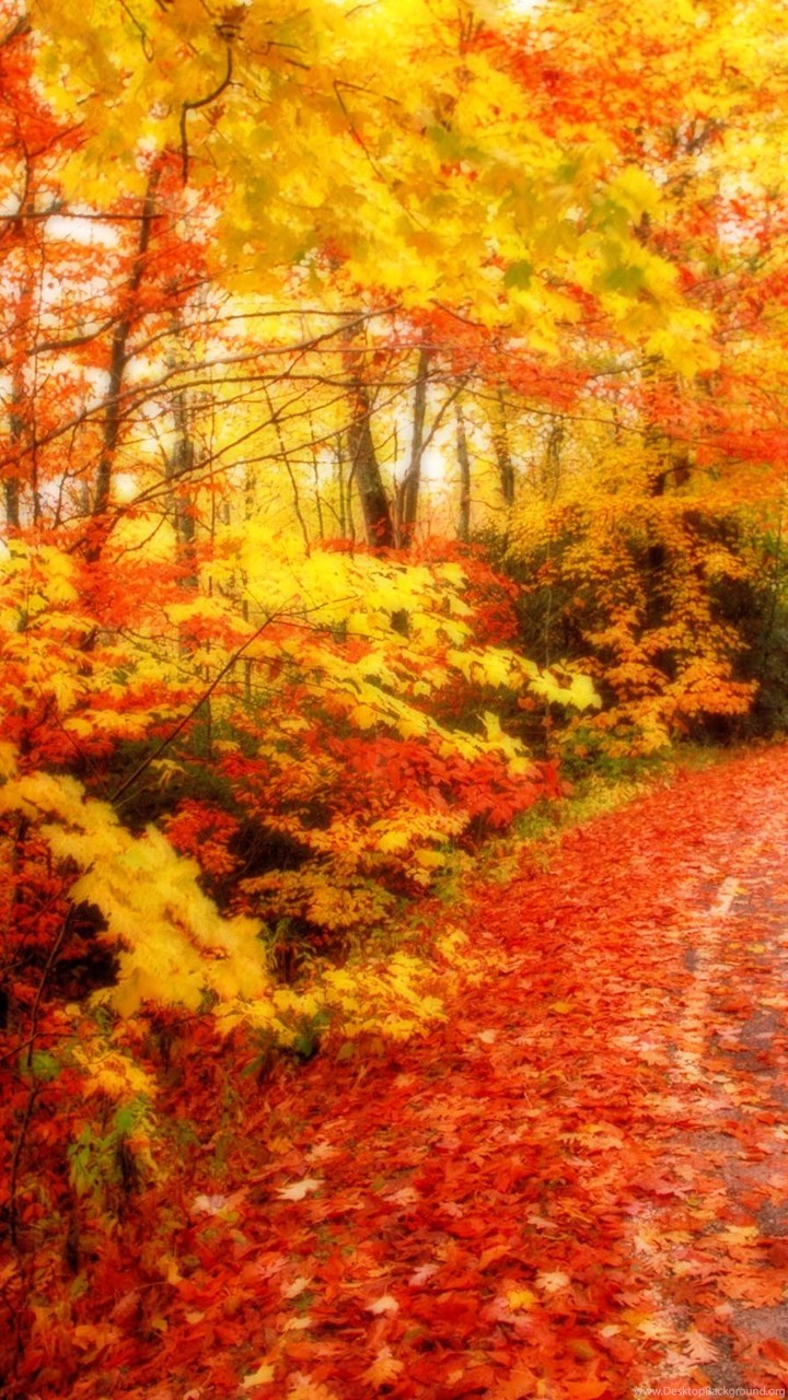 Fall Leaves Wallpapers For Iphone Desktop Background
