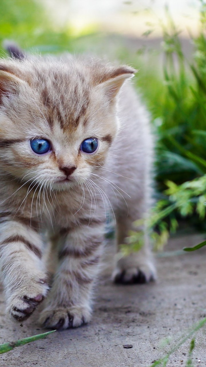  Cute  Cats  And Kittens  Wallpaper  Desktop Background