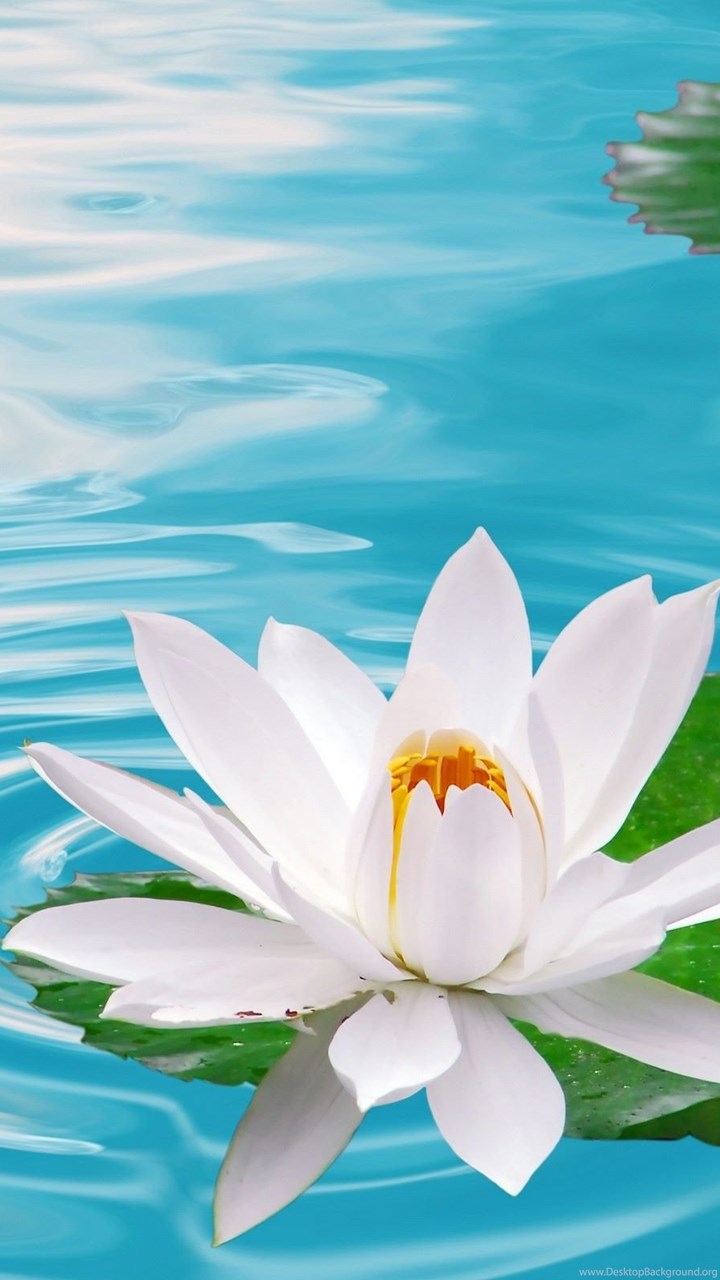 White Lotus Flower Wallpapers Desktop Background