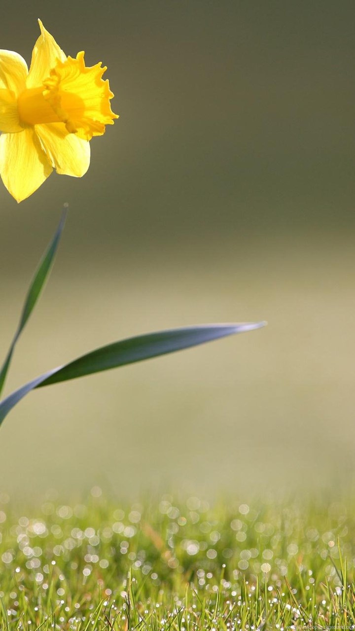 Wallpapers A Single Flower Daffodil Hd High Definition Fullscreen Desktop Background,Anime Scenery Desktop Wallpaper Hd