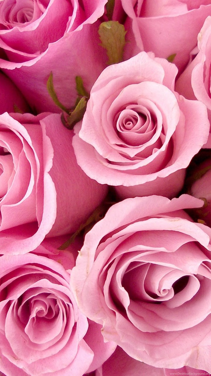 Pink Roses  Tumblr  Wallpaper  Desktop Background 