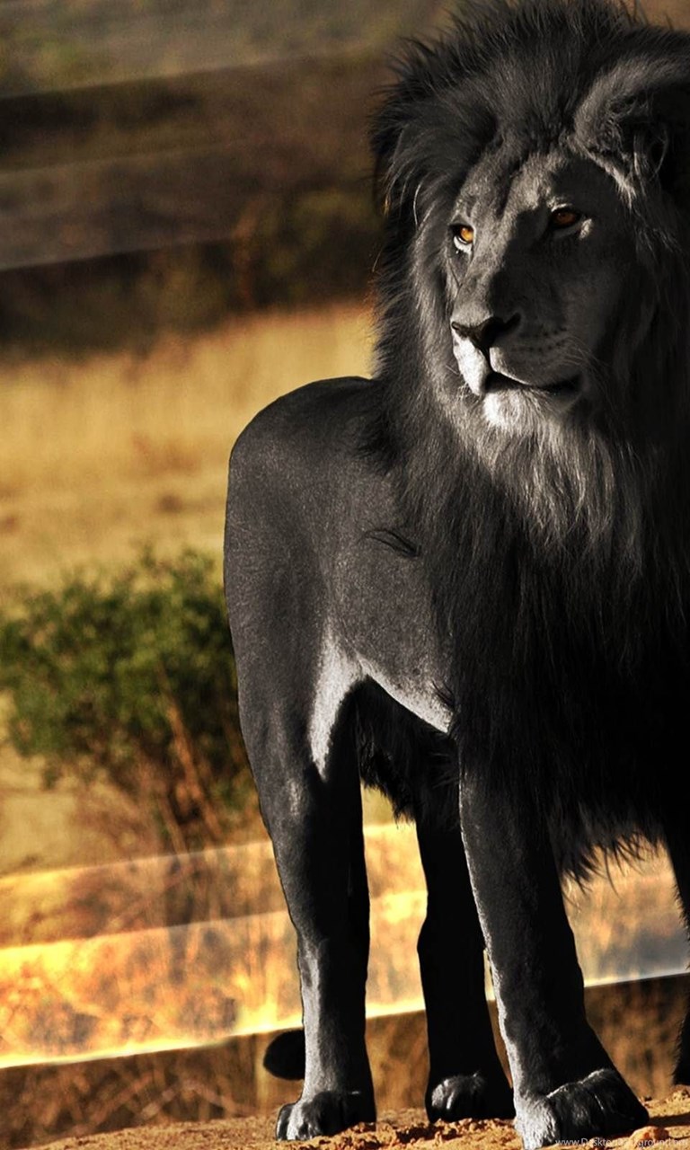 Что означает черный лев. Лев Блэк Лайон. Черный Капский Лев. Лев с черной гривой. Редкий черный Лев.