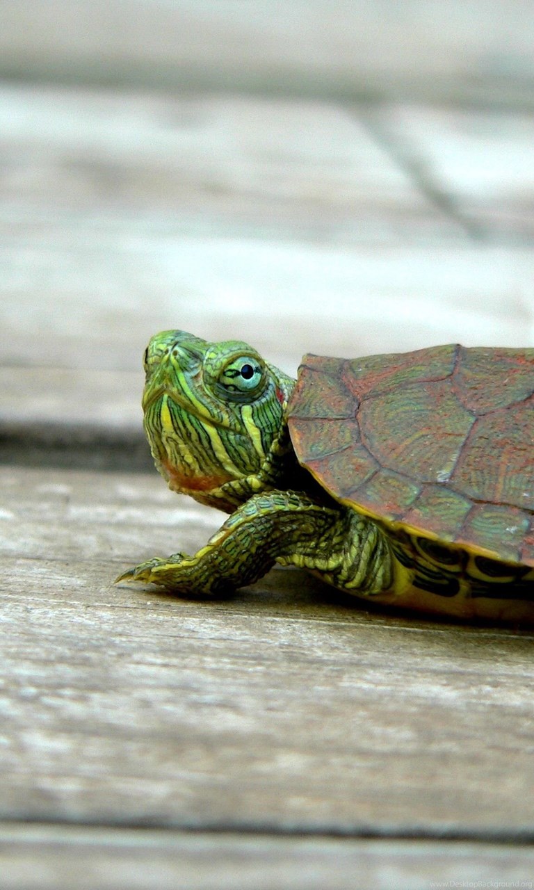 Ютуб черепахи. Черепаха. Черепахи. Черепаха фото. Dengiz toshbaqa foto.
