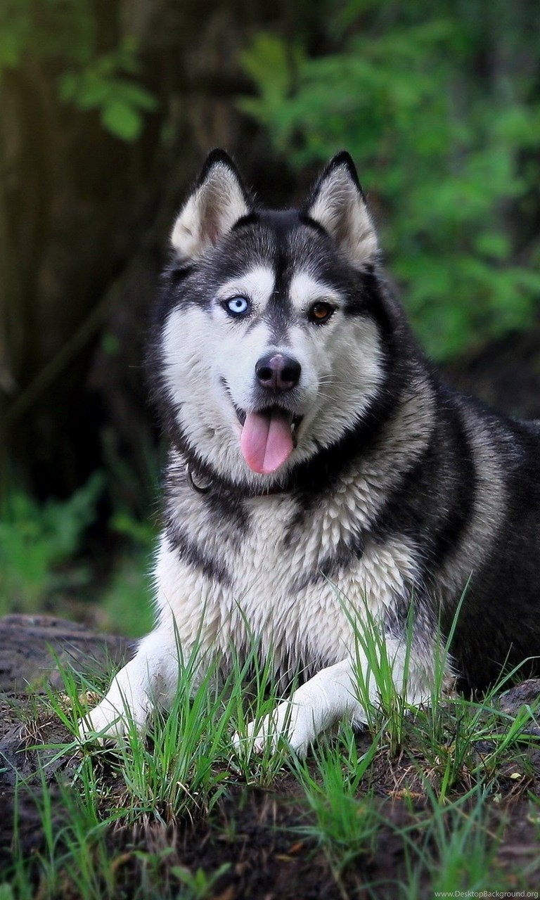 Jarman Safed Dog Desktop Background Jarman Safed Dog Desktop Background