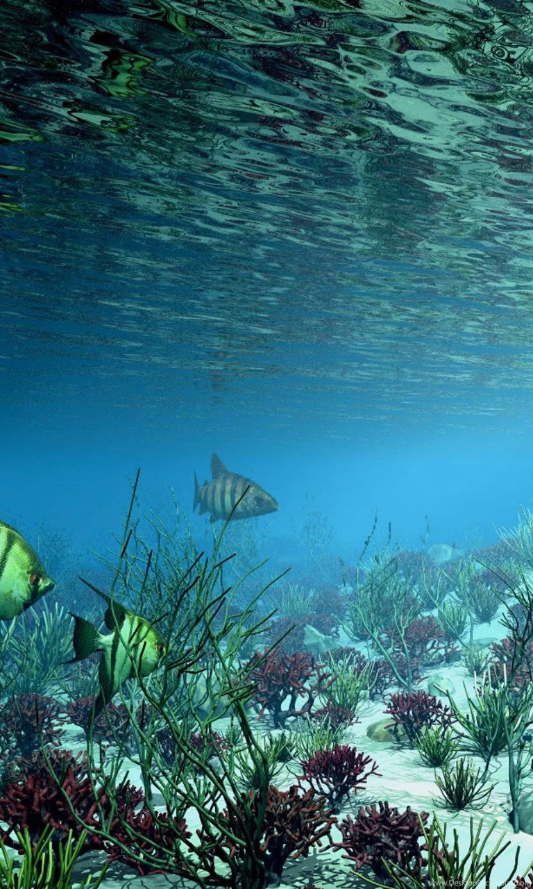 В воде рыбы водоросли. Подводные пейзажи. Морское дно. Дно моря. Морские подводные пейзажи.