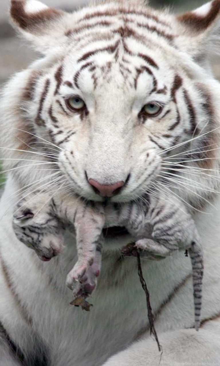 Baby White Tiger Pictures Hd Wallpapers Pretty Desktop Background