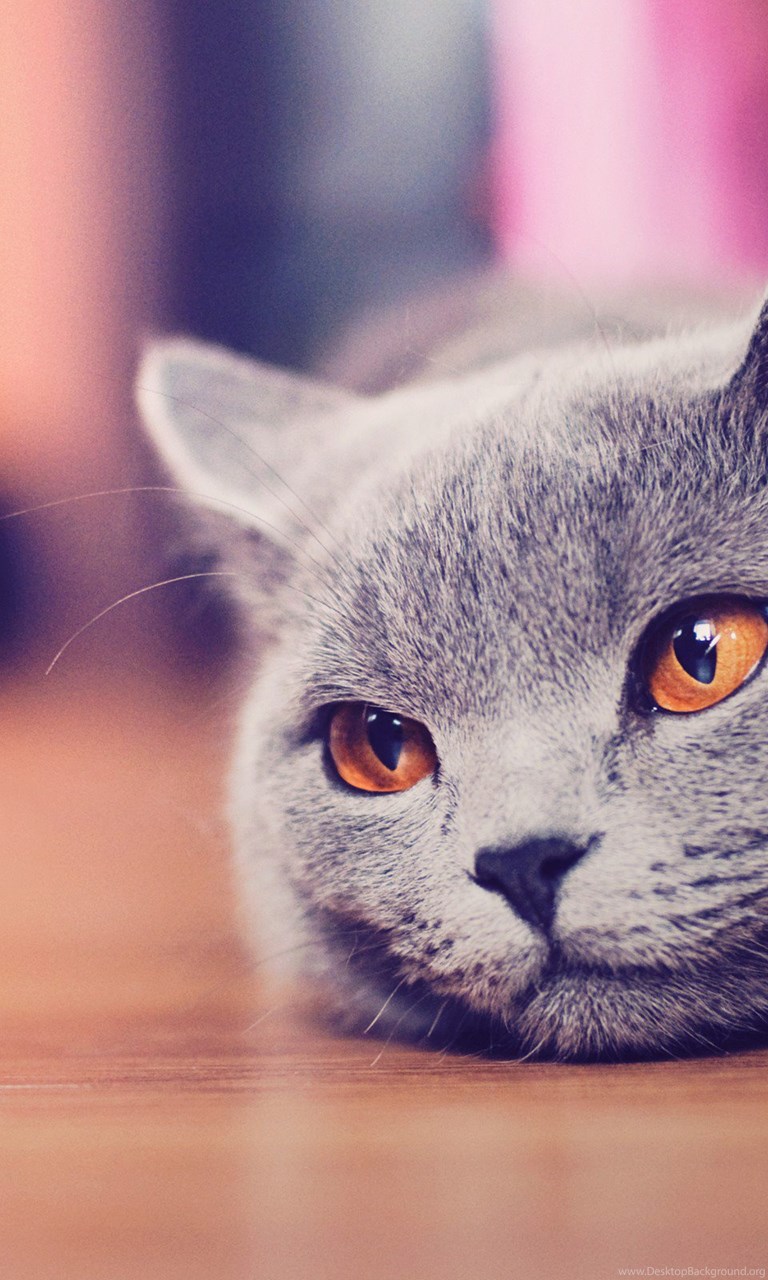  Cute  Cat  Tumblr  Hd Wallpapers  For Desktop Backgrounds  Hd 