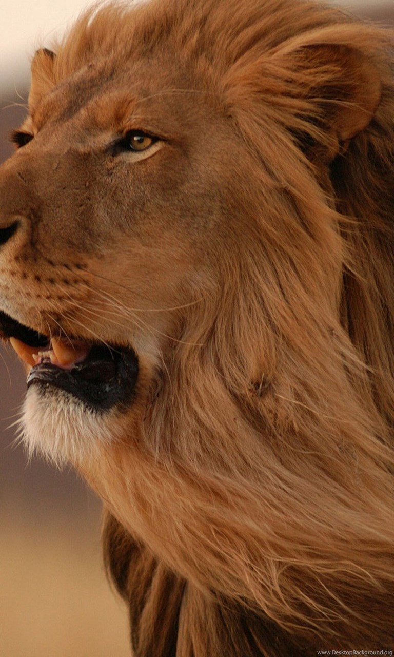 Angry Lion Wallpapers Hd Wallpapers Downloads Desktop Background
