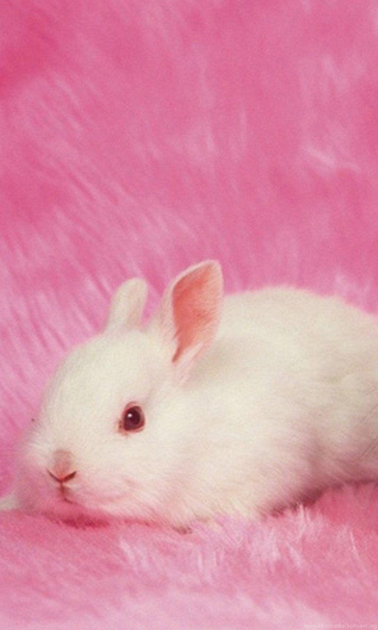 Download Lovely Rabbit Galaxy S5 Wallpapers Mobile, Android, Tablet HD 768x...