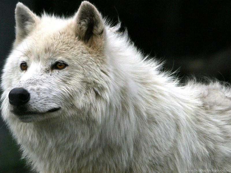 Page 3 Full HD 1080p Wolf Wallpapers HD, Desktop