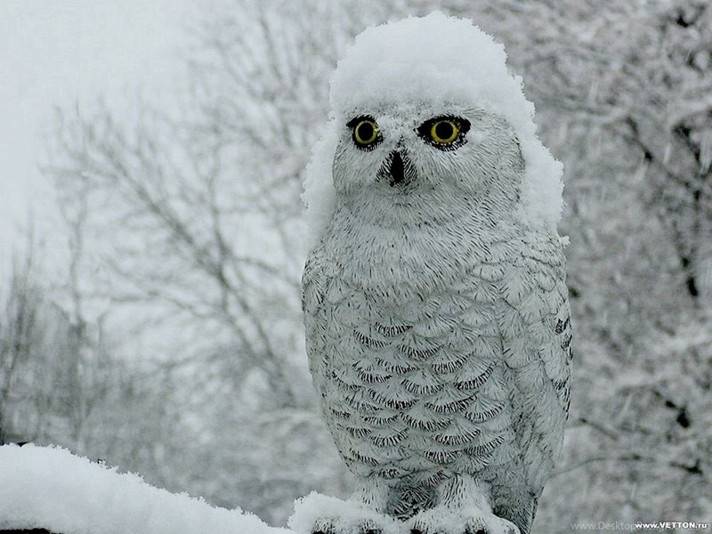 145816_birds-snowy-owl-snow-nature-bird-vetton-ru-free-wallpapers-birds_1600x1200_h.jpg