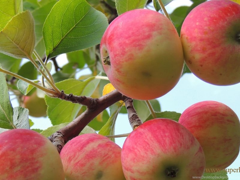 Apple fruit wallpaper HD wallpaper.jpg Desktop Background