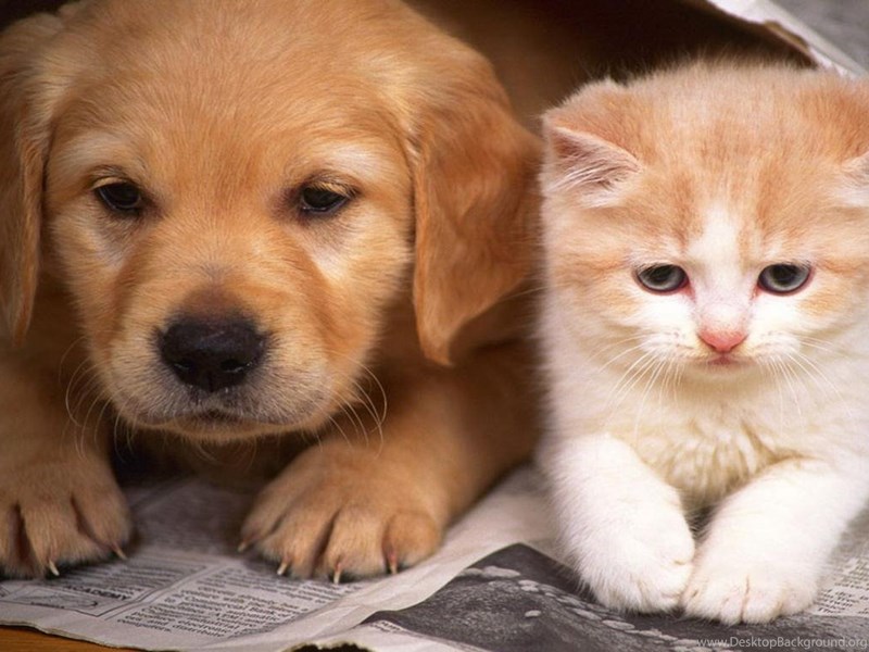  Cats  And Dogs  Wallpapers  Hd Cute Dog  And Cat  Wallpapers  Hd 