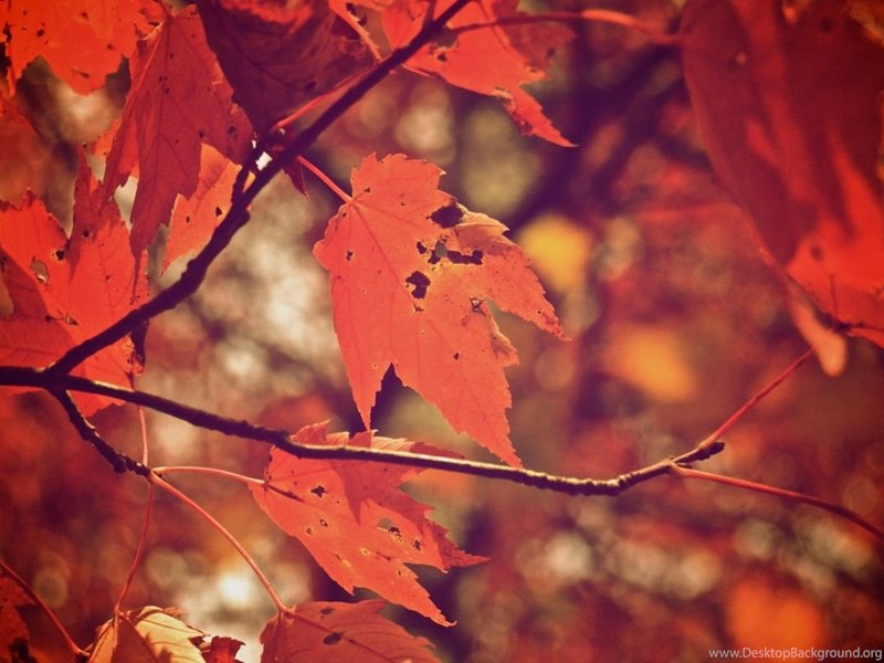 Unduh 4000 Background Tumblr Autumn HD Gratis