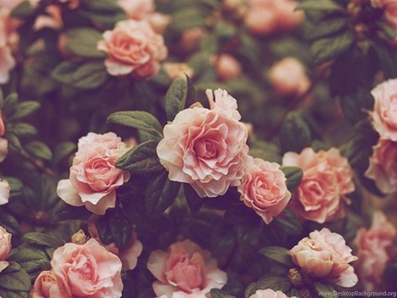 Wallpapers Vintage Flowers Hd Desktop Background