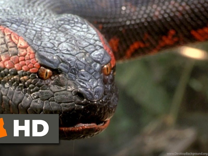 Anaconda 8 8 Movie Clip Swallowed Whole 1997 Hd Youtube