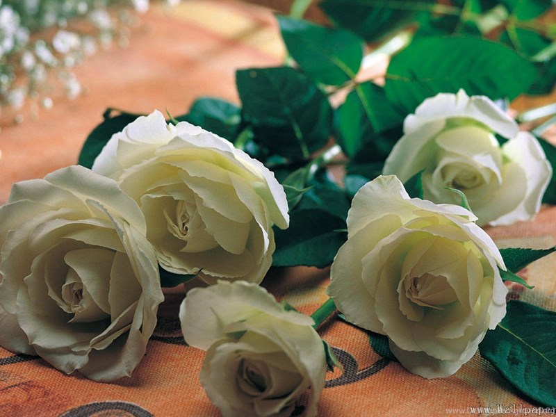 White Rose Flower Wallpapers Free Download Wallpaperswindows