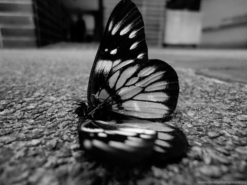 Black Butterfly Wallpapers Wallpapers Cave Desktop Background