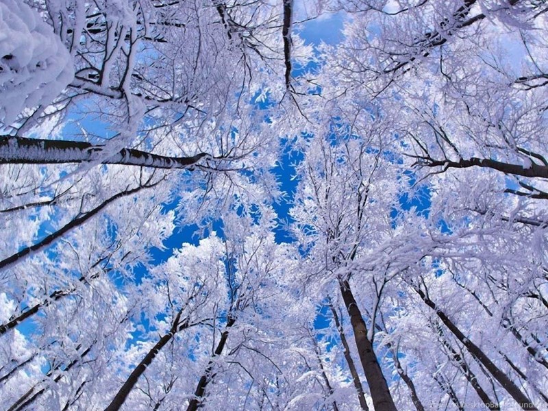 Winter Wallpapers For Android Hd Wallpaper Backgrounds Of Your