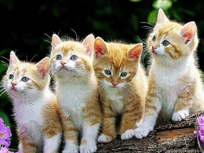 full screen cat wallpapers