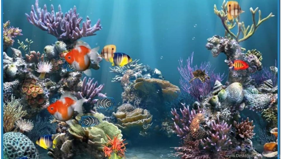 Coral Reef Aquarium 3d Animated Wallpaper Image Num 32