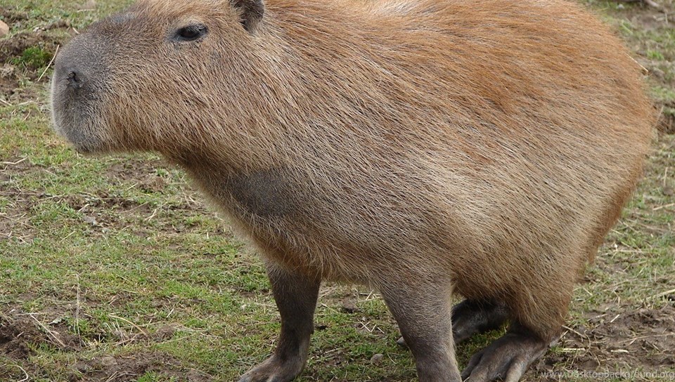 High Res Capybara Wallpapers Desktop Background Images, Photos, Reviews