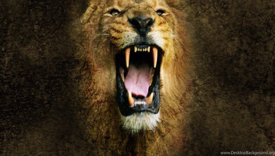 Angry Lion Wallpapers In Hd Desktop Background