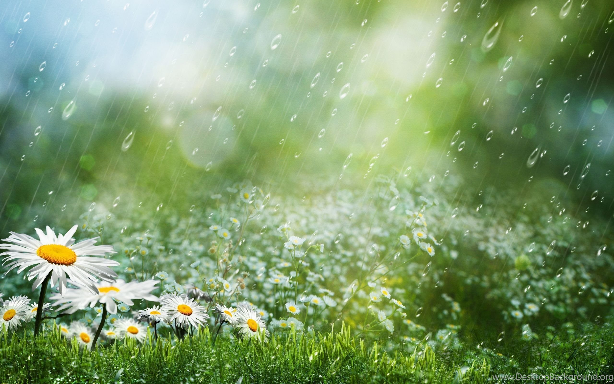 Summer Rain  HD  Wallpaper  Summer Rain  Images New 