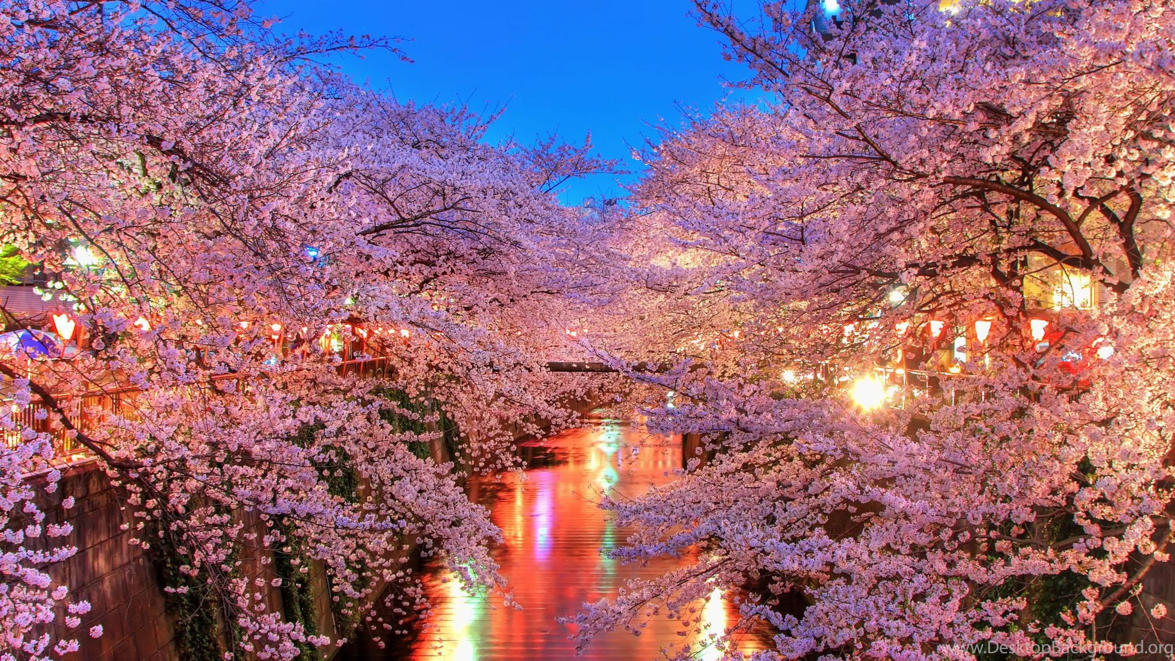 Download Wallpapers  3840x2160 O hanami Blossom Sakura 