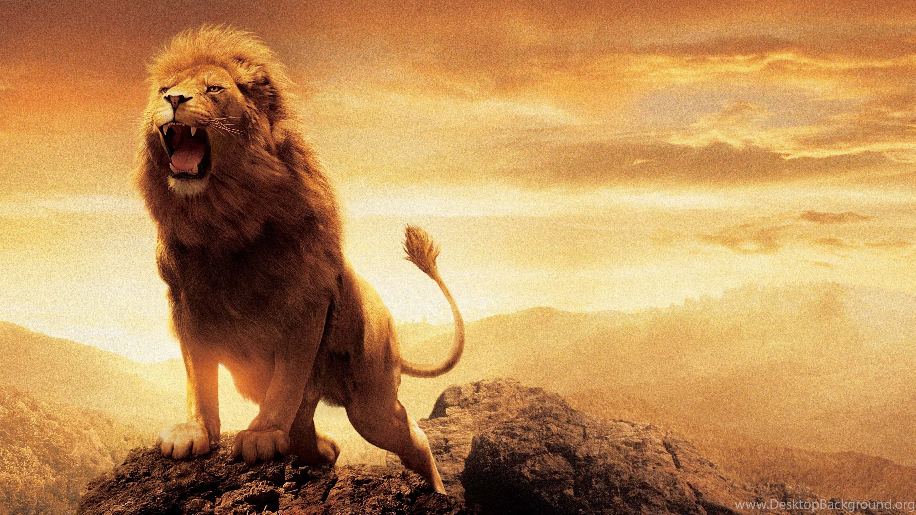Wallpapers Tagged With Lion Desktop Background