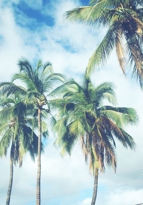 iphone 5 wallpaper palm tree