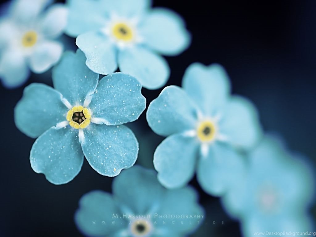 60 Beautiful Flowers Wallpapers Wallpapers Wednesday Hongkiat Desktop Background