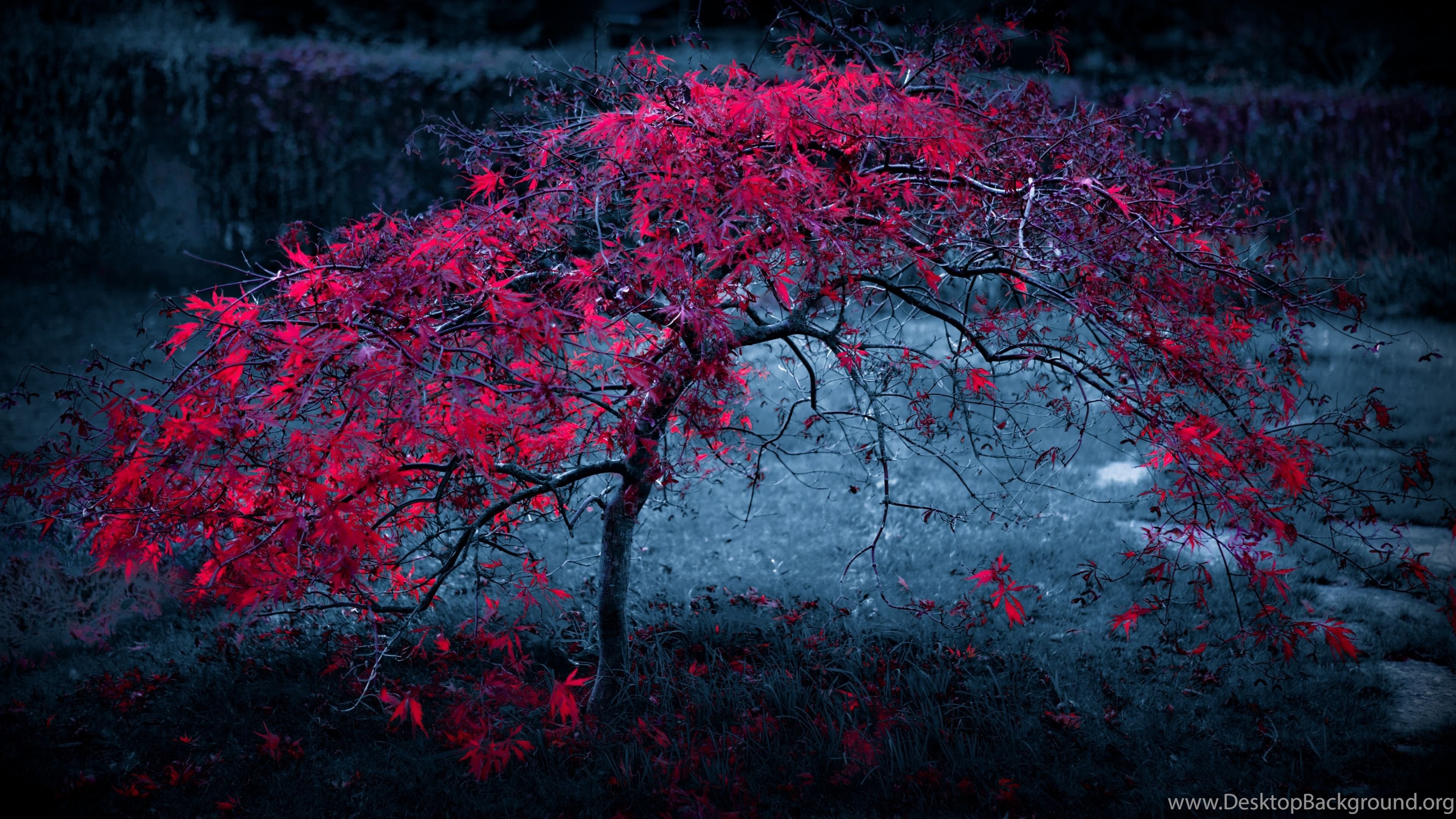 Wallpaper Hd 4k Ultra Hd Desktop Wallpaper Download Wallpaper Hd 4k Ultra Hd Desktop Wallpaper Download